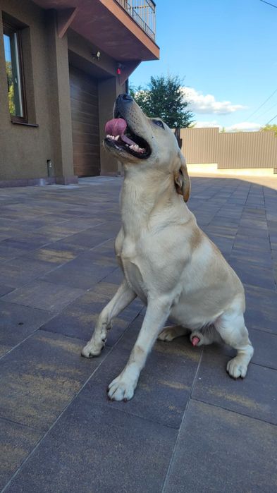 Вязка золотистого лабрадора