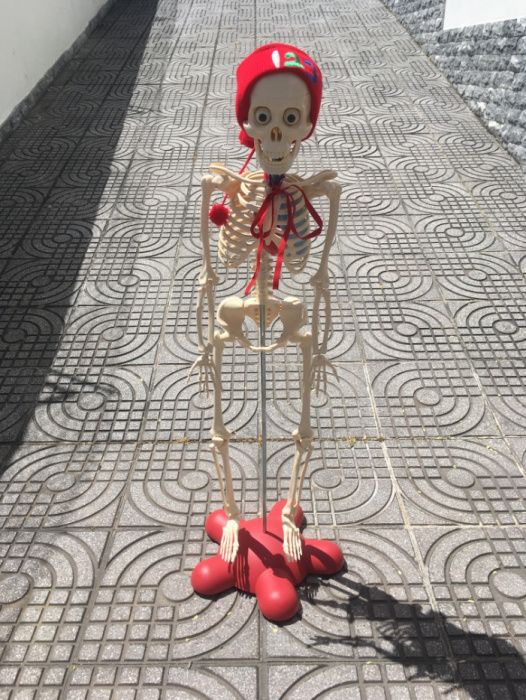 Esqueleto - Corpo Humano