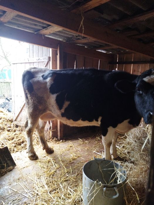 Продам семь коров.телят.доидьный аппарат