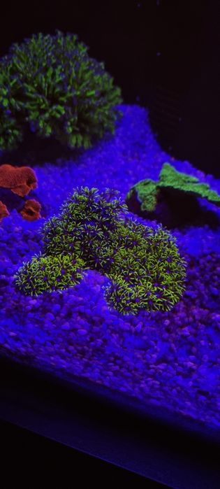Green Star Polyp Coral Colonia