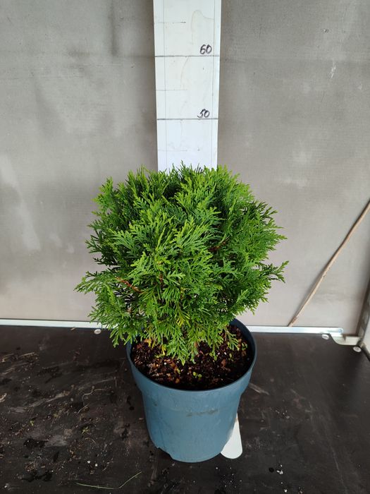 Туя кульчаста  Даніка