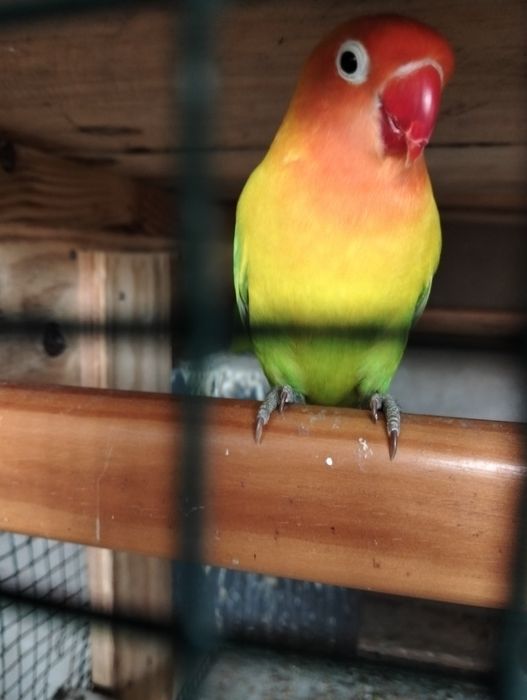 Dois agapórnis machos