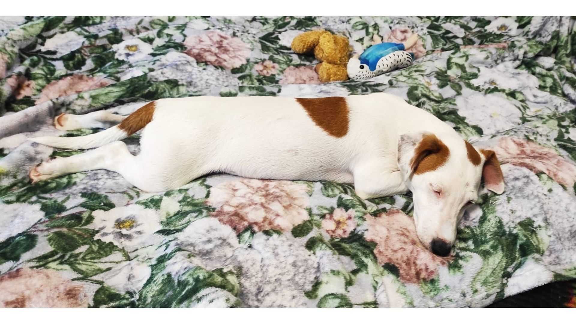 Jack Russell Terrier – WORLD KENNEL UNION