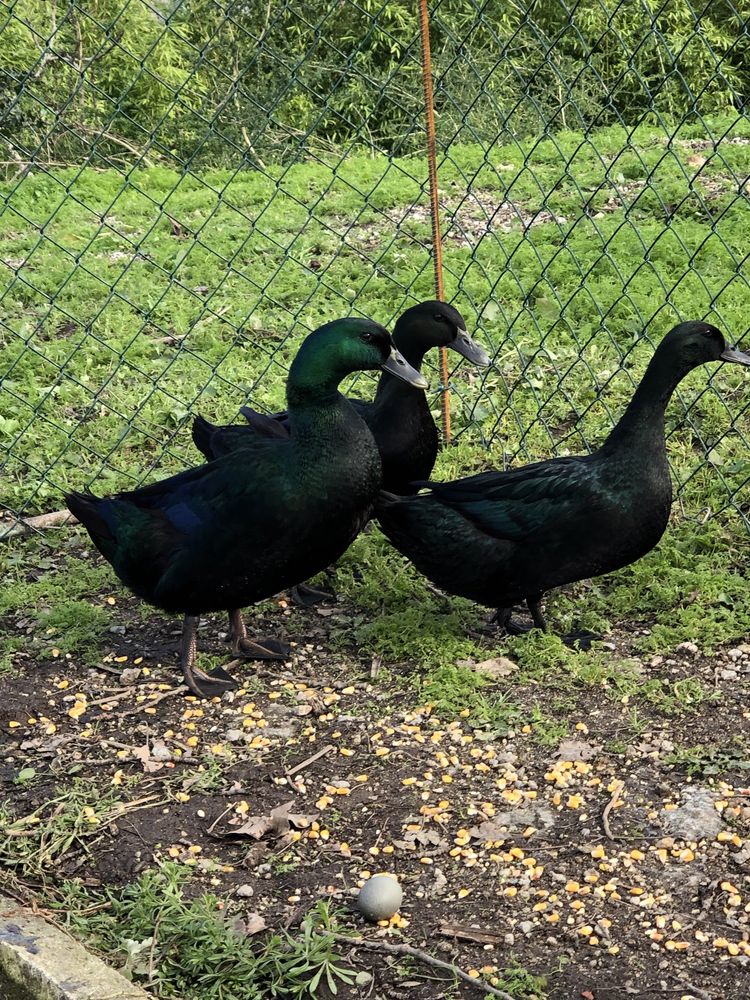 Ovos de pato cayuga
