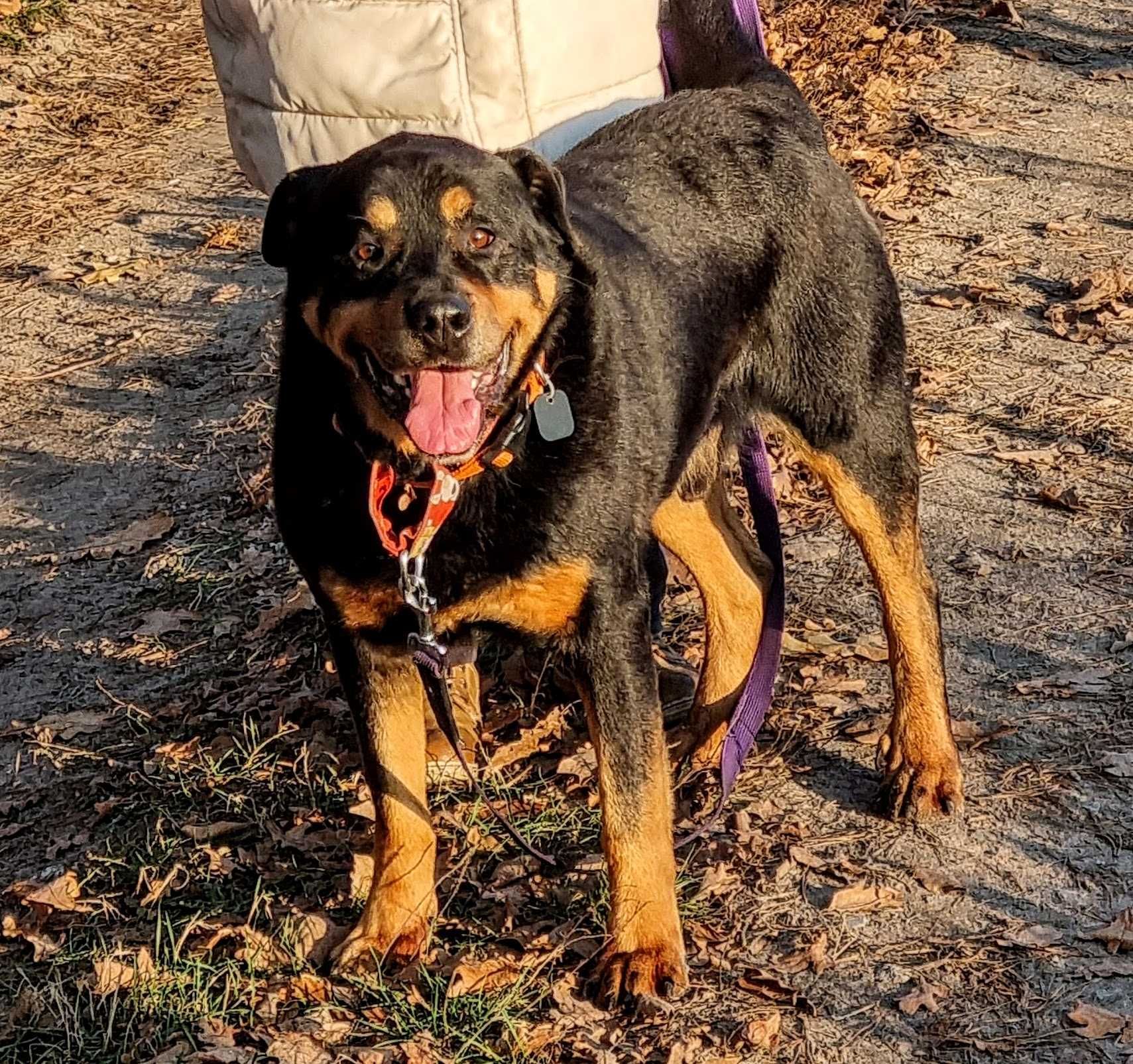 Fiodor - w typie rottweiler, bardzo przyjazny,  grzeczny i łagodny