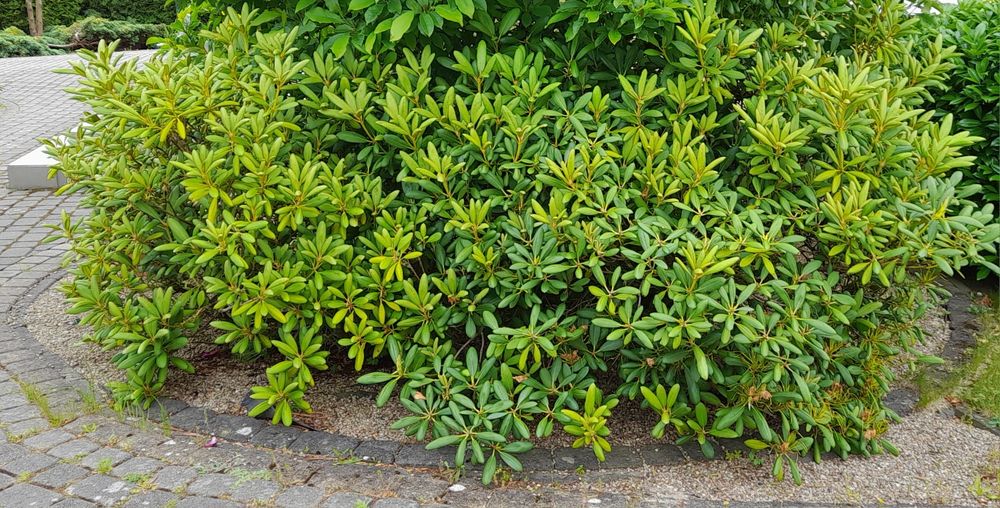 Dwa rododendrony duże