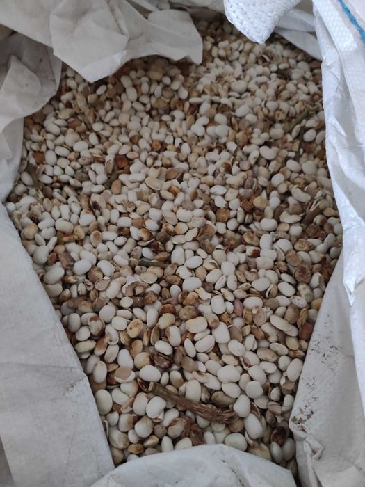 Sprzedam odpady z fasoli 40 groszy