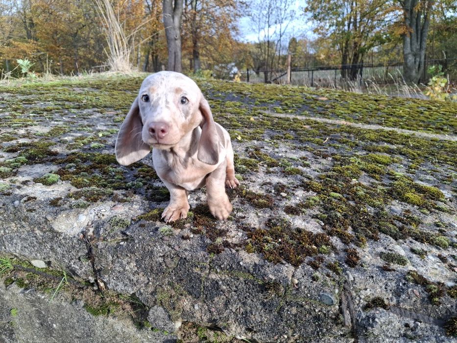 jamnik miniaturowy piesek