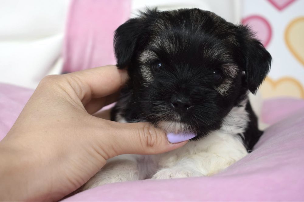 Biewer Terrier śliczna suczka york