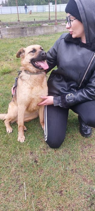 Koko sunia do adopcji