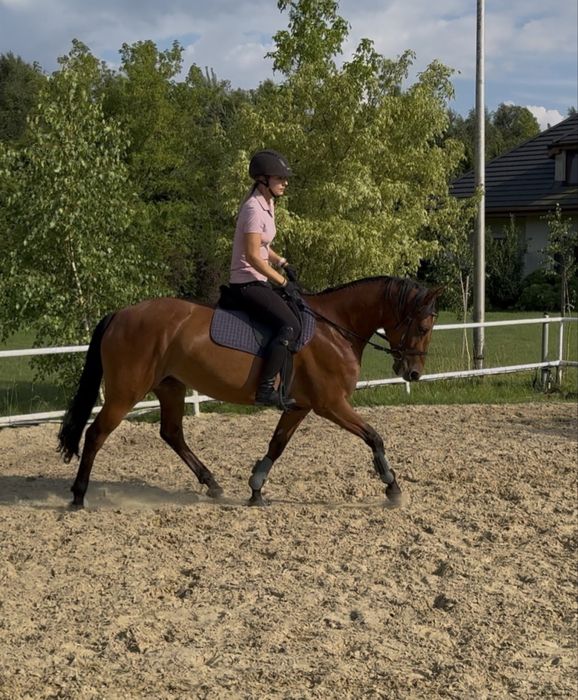 Kuc 145cm - mocny i silny zad