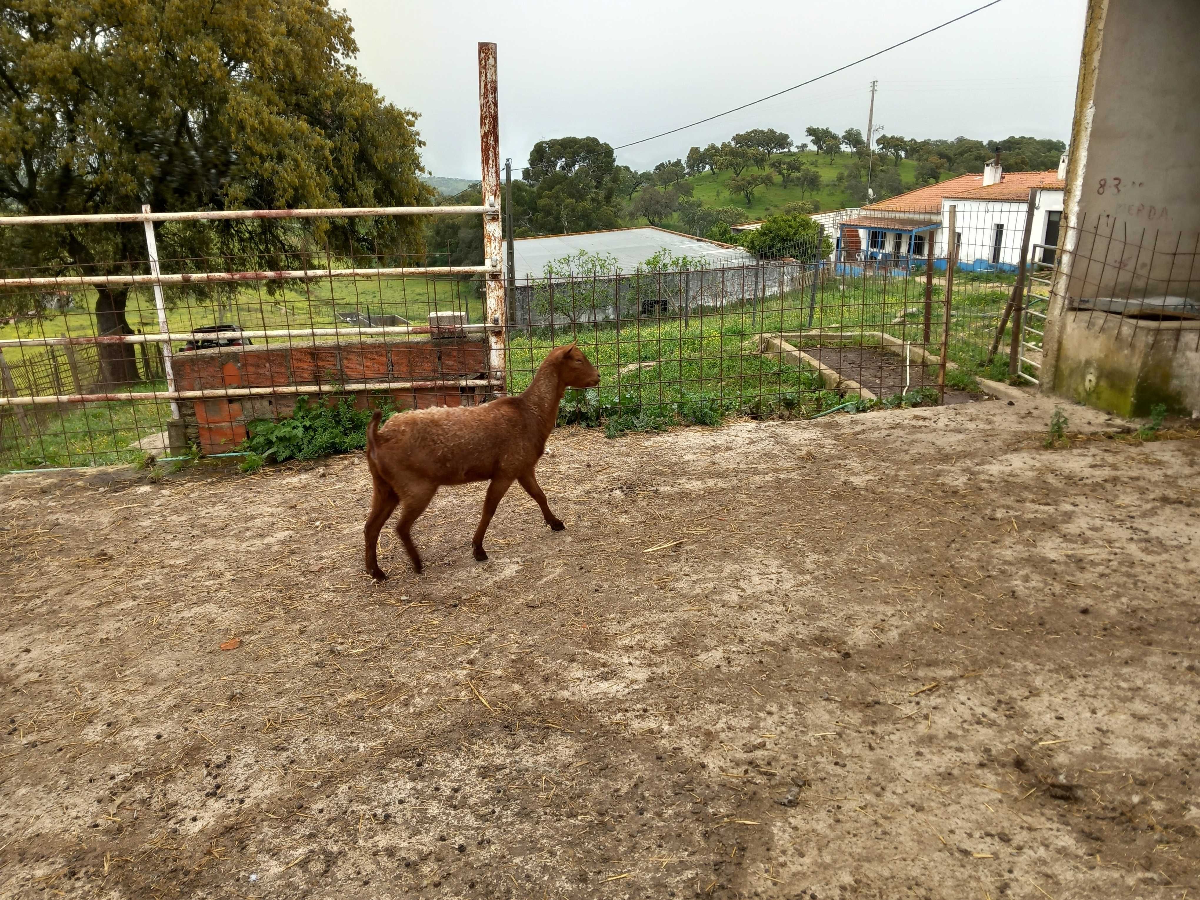 Cabras Murcianas