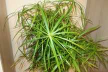 Cyperus alternifolius (cibora zmienna, papirusik)