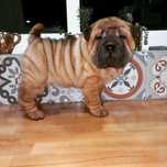 Shar pei menina fofinha