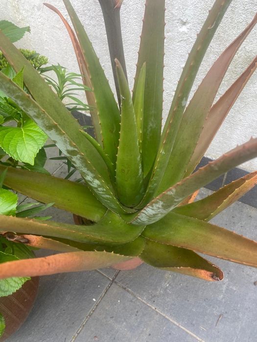 Vaso com Planta aloe vera de grande dimensao