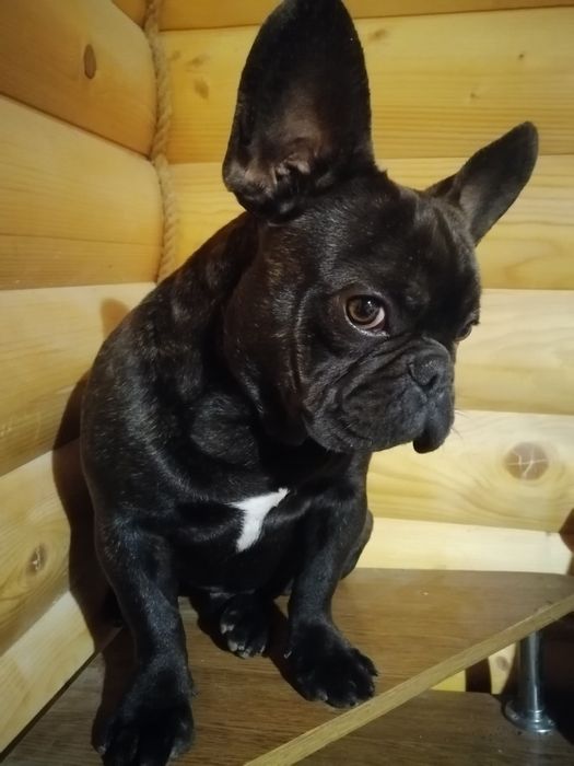 Французский бульдог КСУ вязка Киев!!!