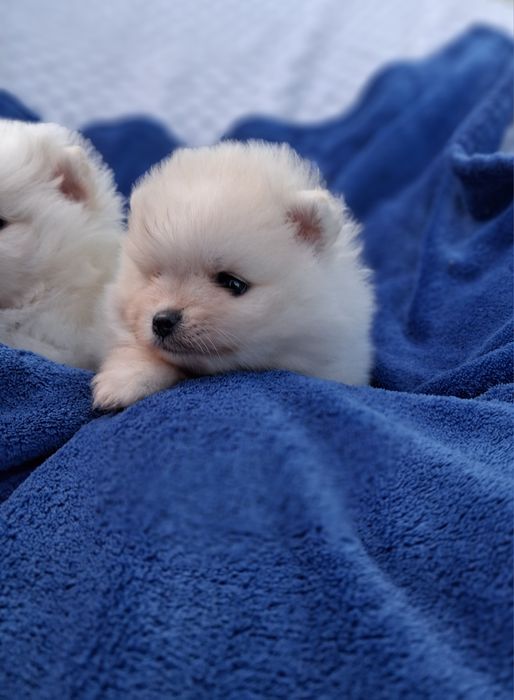 Piesek pomeranian szpic miniaturowy