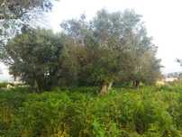 Oliveiras centenárias