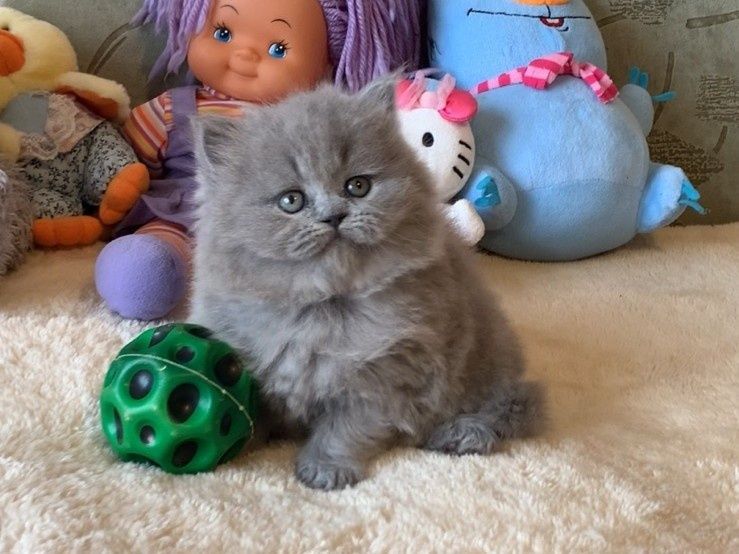 Прямовуха дівчинка хайленд