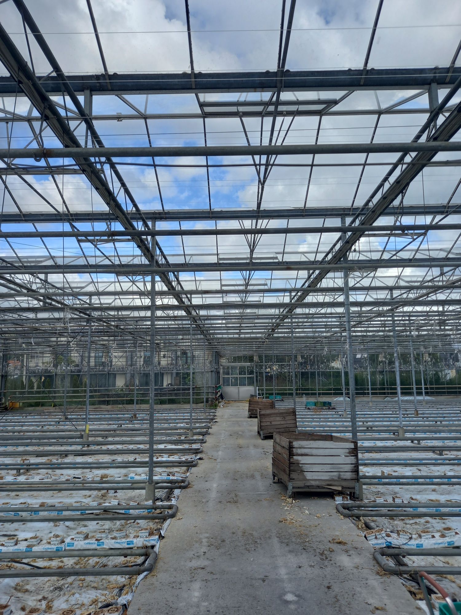 Szklarnia venlo 2700m2 holenderka