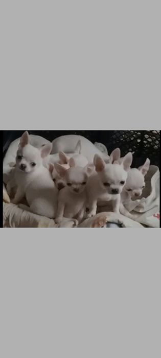 Продам чудових діточок чіхуахуа білого кольору