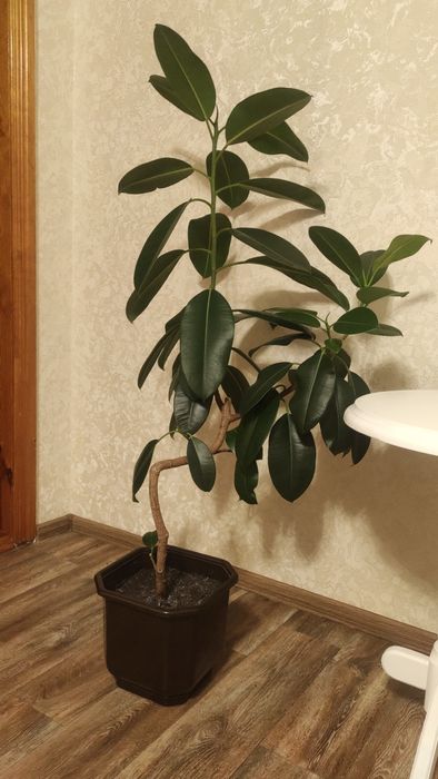 Фікус Робуста/каучуконосний