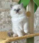 Śliczny kocurek ragdoll blue rodowód FIFE