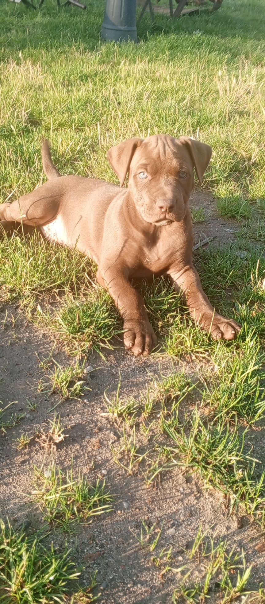 American Pitbull