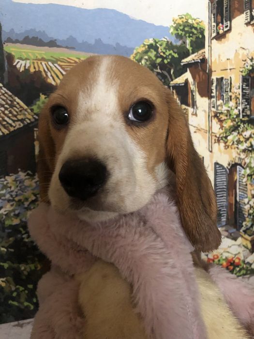 Бігль цуценята бігля