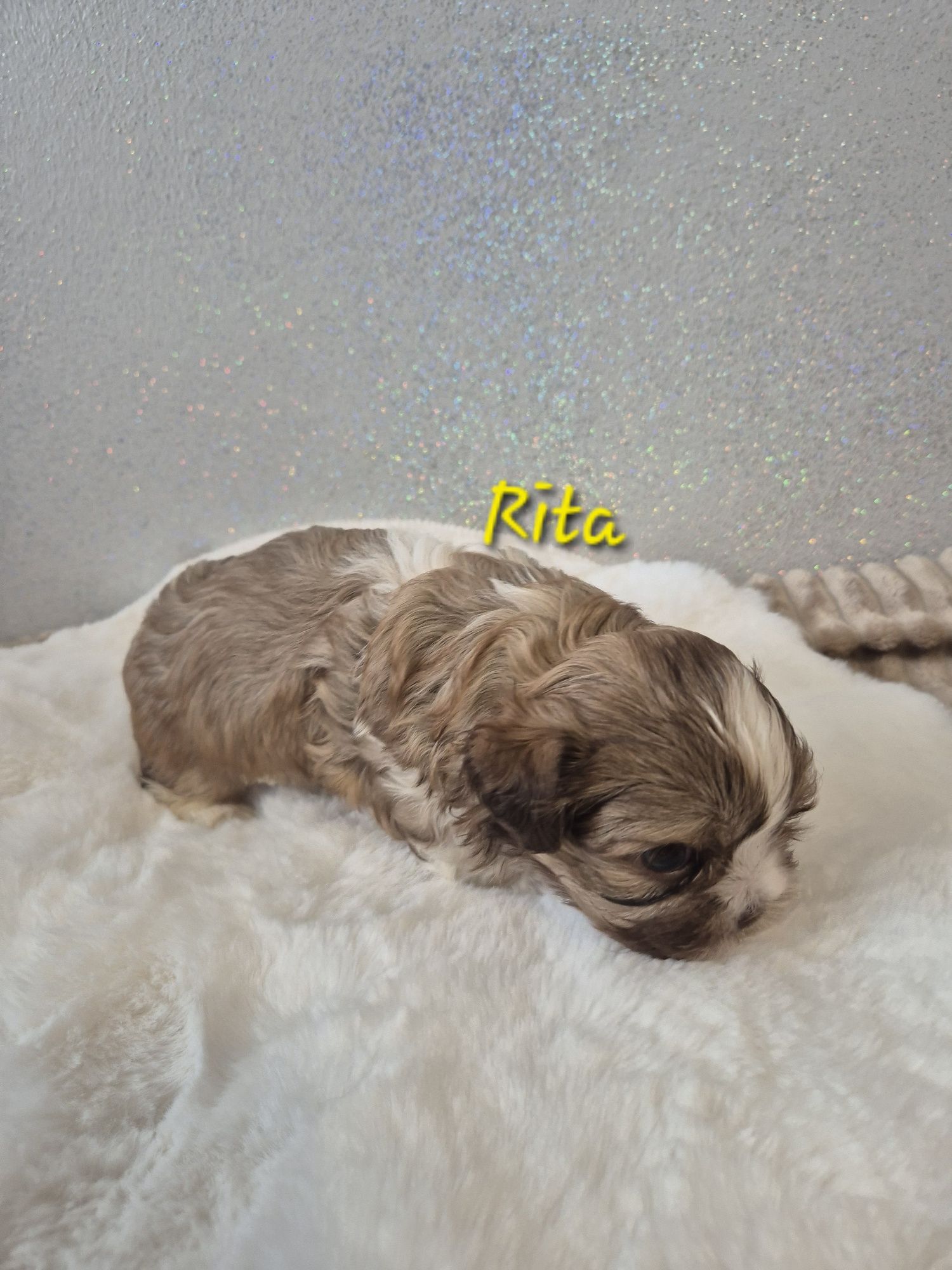 Shih tzu Rita dziewczynka