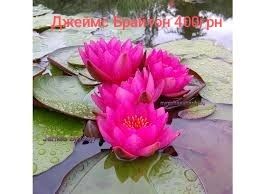 Продам  нимфеи,  кувшинки  разных сортов