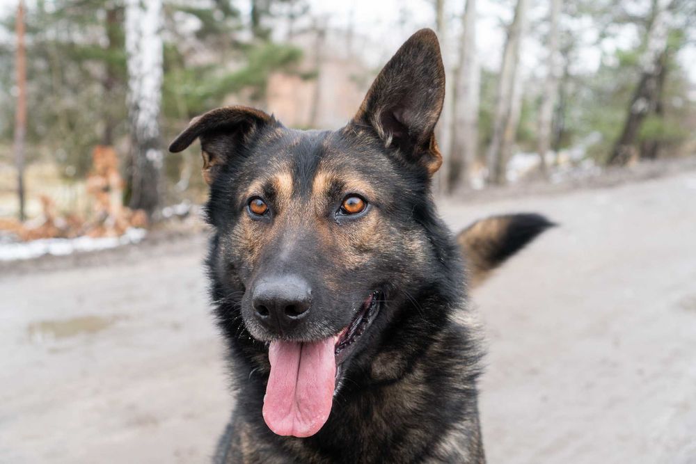 Triket – pies, który chce być sobą i czeka na Ciebie