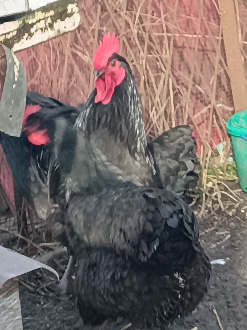 Australorp  jajka legowe