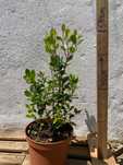 Metrosideros - planta ornamental