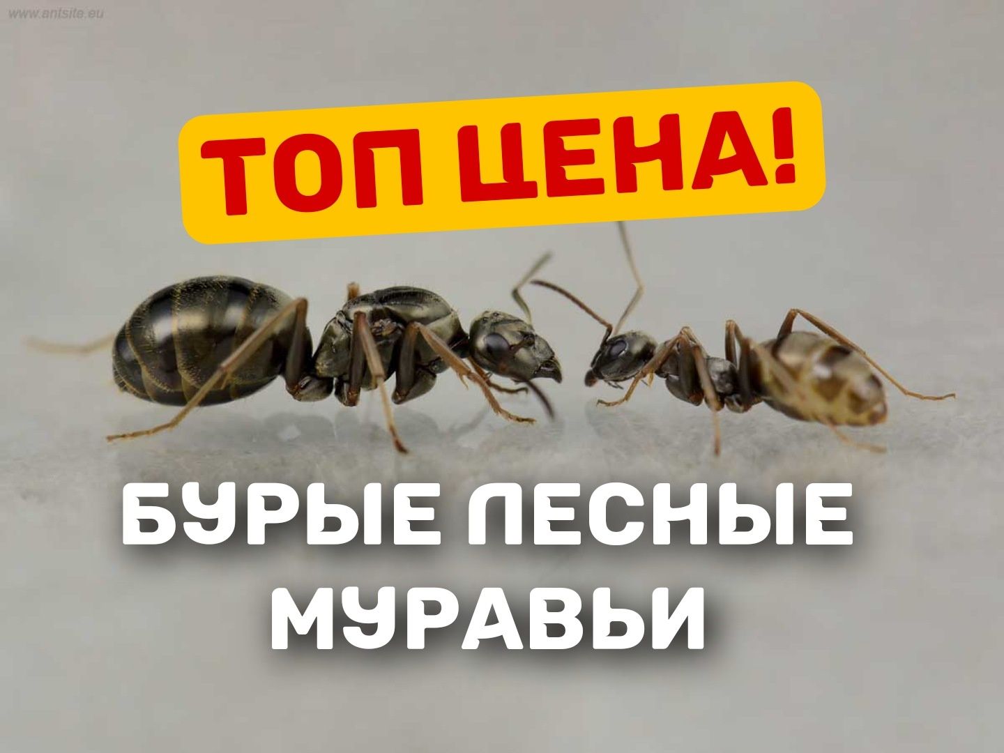 Топ цена! Продам муравьёв Formica (Serviformica) fusca | Лучшая цена