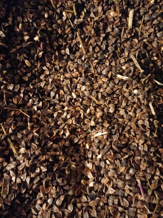 Gryka nasiona miododajna na poplon do siewu czysta