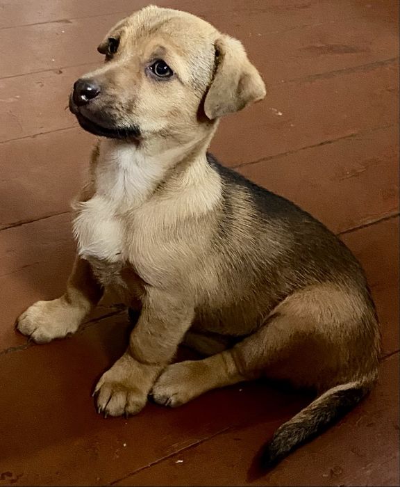 Віддам чудових цуценят