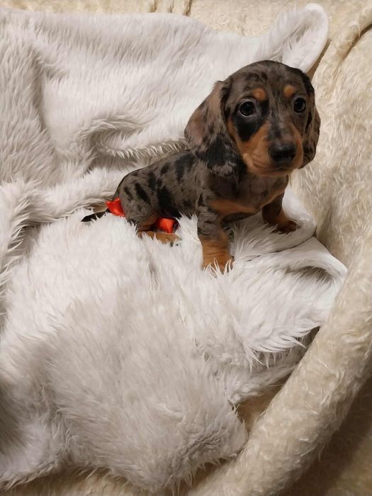 Jamnik suczka merle !