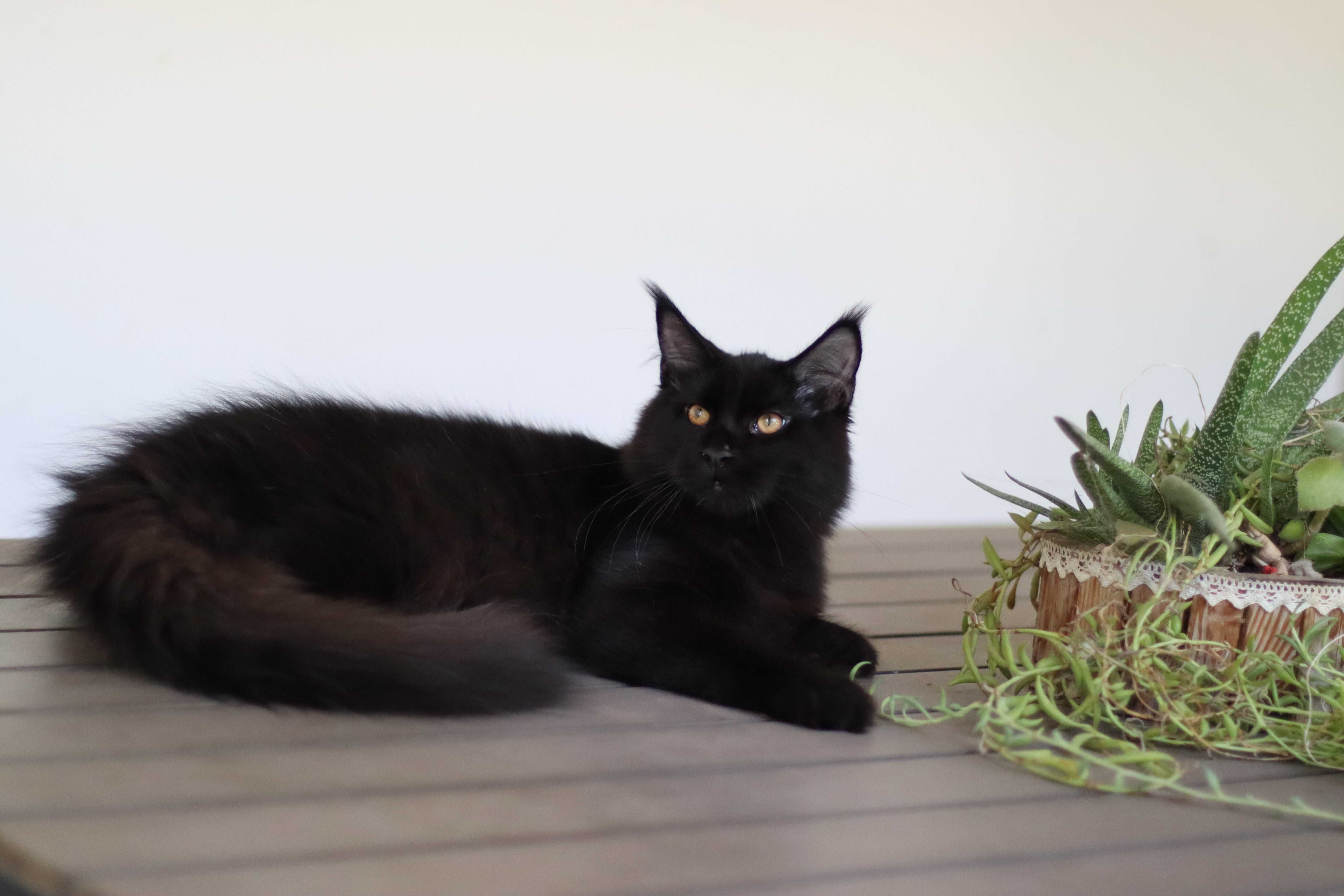Gatinho maine coon - LOP uma autentica pantera negra