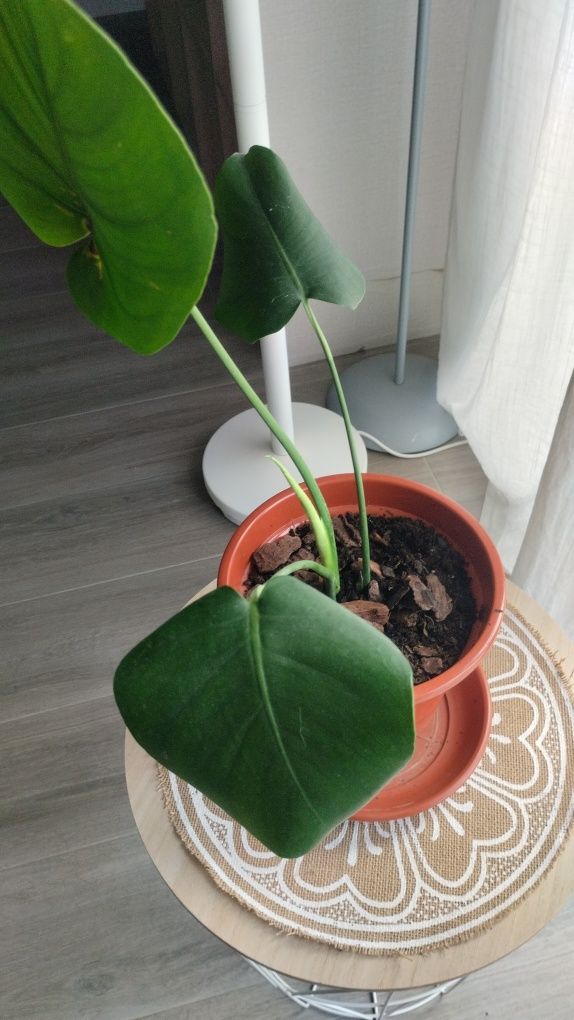 Monteras deliciosa