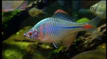 Teczówka Rhodeus ocellatus ocellatus ew zamiana akwarium inne rzeczy