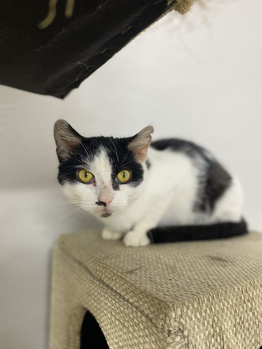 Piękny, radosny i kontaktowy kocurek do przygarnięcia