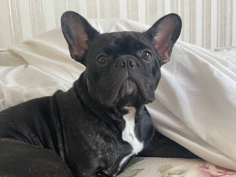 Французский бульдог. Вязка.