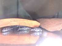 L174 hypancistrus