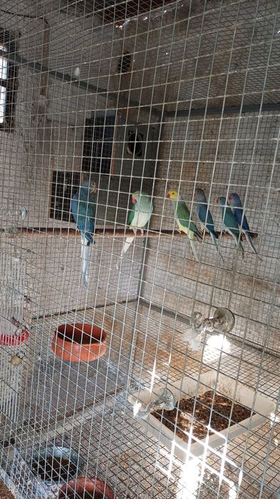 Ring neck violeta cleartail