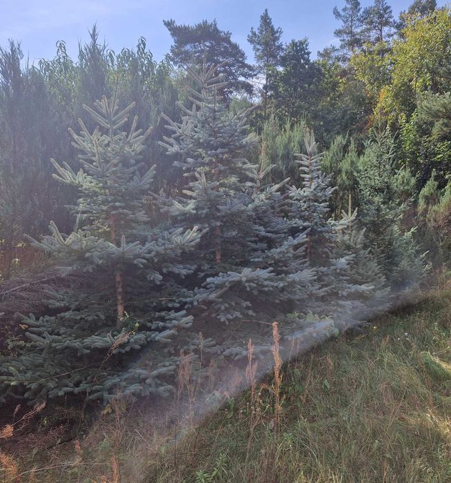 Świerk Srebrny 1 - 4 m