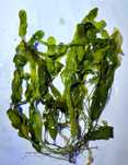 Caulerpa prolifera - makroglon - akwarium morskie