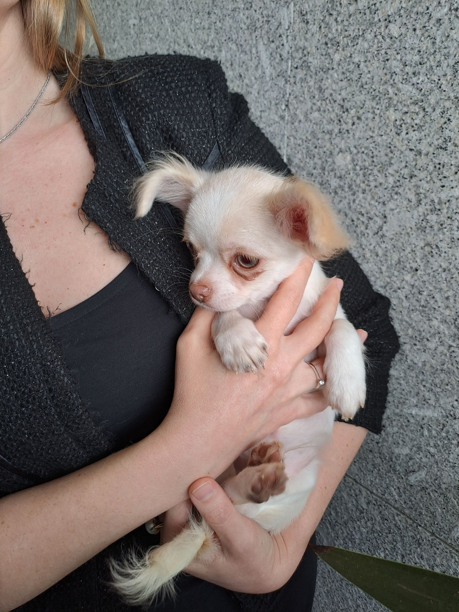 Chihuahua macho, com LOP. Quem se vai apaixonar por mim?