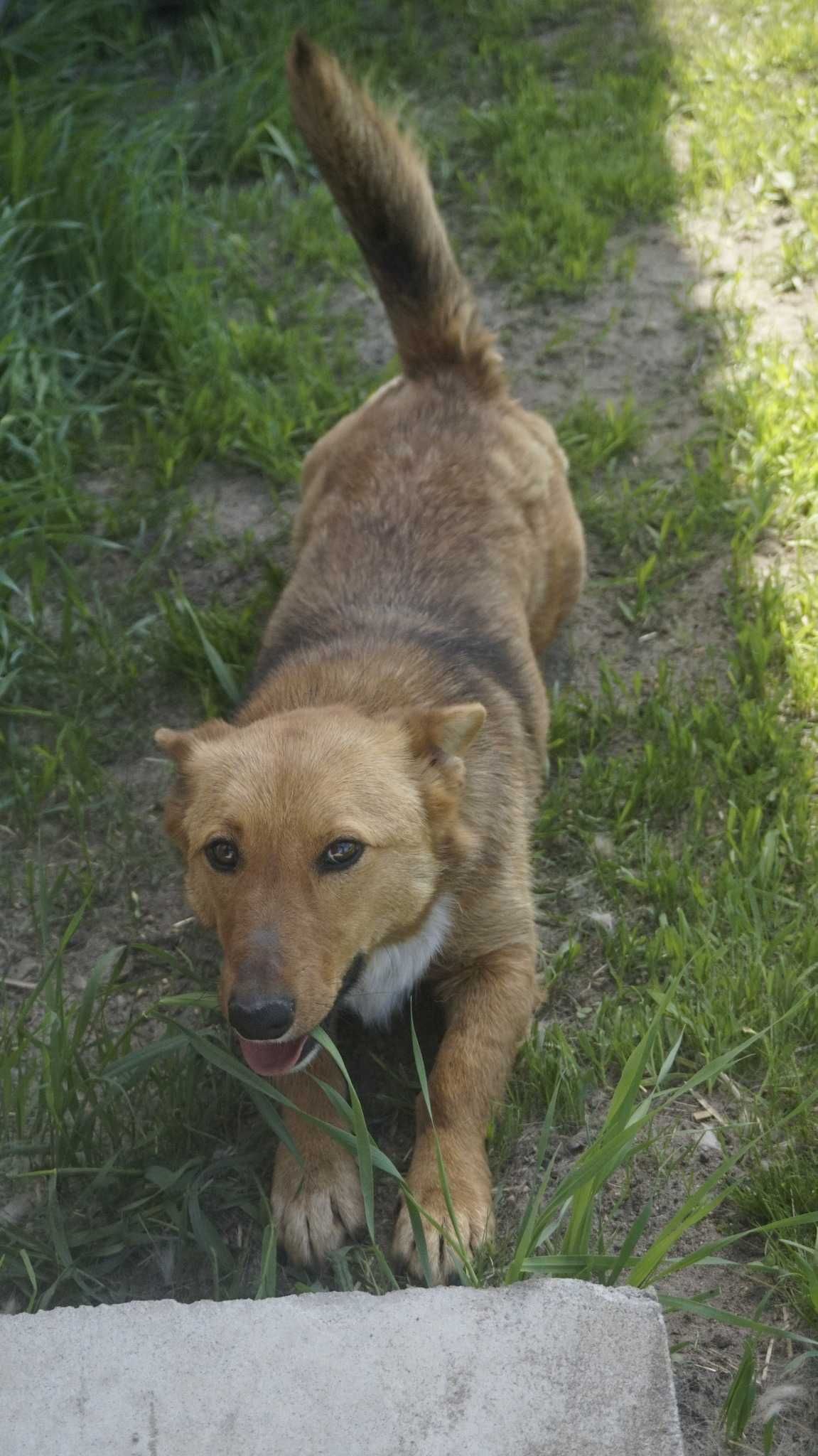 Ruda ok.3 let. sunieczka pilnie szuka kochającego domu fundacja