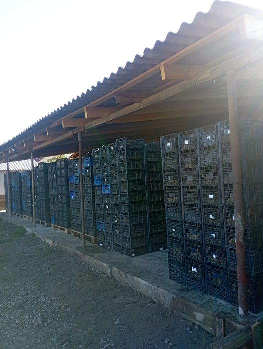 Маточне стадо равлика.Мальок равлика Muller.